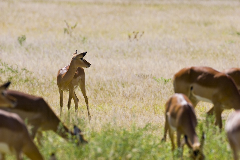 Impala